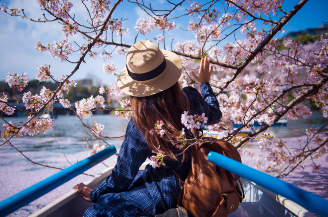 女子とのお花見デートで使える 桜の種類と桜に関する豆知識