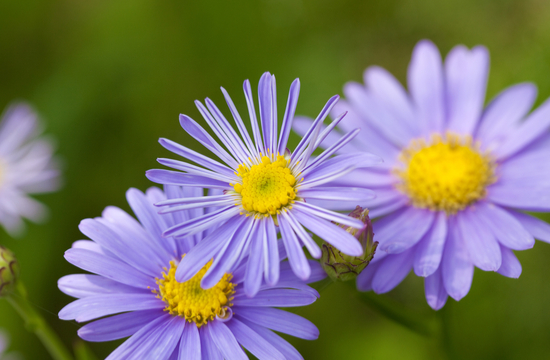 女性に花を贈る時にも使える 恋愛にまつわる花言葉を知っておこう